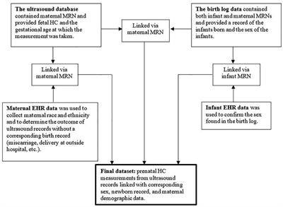 Differing prevalence of microcephaly and macrocephaly in male and female fetuses